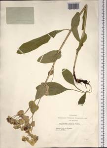 Bupleurum aureum Fisch., Siberia, Altai & Sayany Mountains (S2) (Russia)