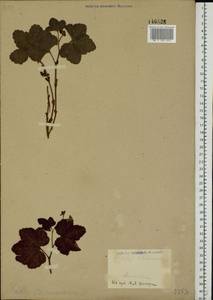 Rubus chamaemorus L., Eastern Europe, Moscow region (E4a) (Russia)