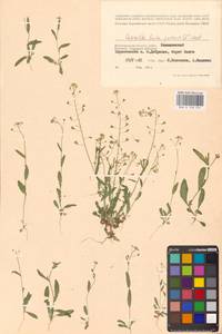 Capsella bursa-pastoris (L.) Medik., Eastern Europe, Lower Volga region (E9) (Russia)