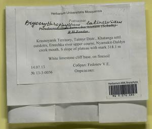 Bryoerythrophyllum latinervium (Holmen) Fedosov & Ignatova, Bryophytes, Bryophytes - Krasnoyarsk Krai, Tyva & Khakassia (B17) (Russia)