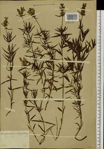 Dracocephalum ruyschiana L., Siberia, Baikal & Transbaikal region (S4) (Russia)