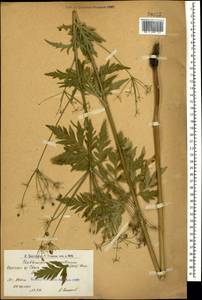 Eleutherospermum cicutarium (M. Bieb.) Boiss., Caucasus, Armenia (K5) (Armenia)
