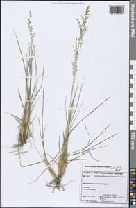 Deschampsia cespitosa subsp. cespitosa, Siberia, Central Siberia (S3) (Russia)