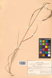 Elymus sibiricus L., Siberia, Russian Far East (S6) (Russia)