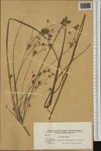 Cyperus longus L., Western Europe (EUR) (Bulgaria)