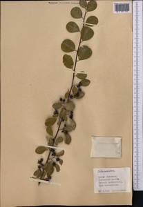 Cotoneaster, Middle Asia, Western Tian Shan & Karatau (M3) (Kyrgyzstan)