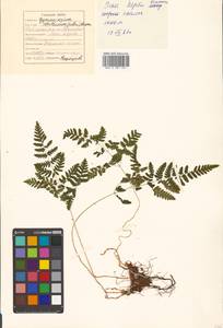 Gymnocarpium robertianum (Hoffm.) Newman, Siberia, Russian Far East (S6) (Russia)