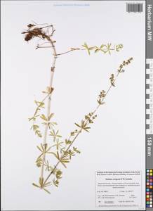 Galium verum subsp. wirtgenii (F.W.Schultz) Oborny, Eastern Europe, Northern region (E1) (Russia)