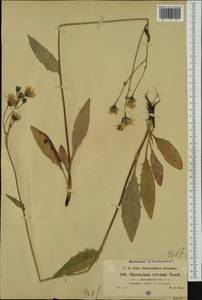 Hieracium levicaule subsp. percissiforme Benz & Zahn, Western Europe (EUR) (Austria)