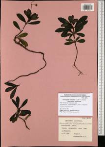 Chimaphila umbellata (L.) W. P. C. Barton, Eastern Europe, Central region (E4) (Russia)