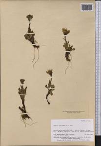 Tephroseris kjellmanii (A. E. Porsild) Holub, America (AMER) (United States)