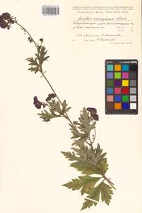 Aconitum consanguineum Vorosch., Siberia, Russian Far East (S6) (Russia)