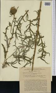 Cirsium eriophorum (L.) Scop., Western Europe (EUR) (Romania)