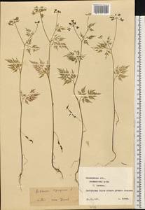 Aethusa cynapium L., Eastern Europe, North-Western region (E2) (Russia)