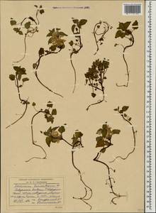 Lamium tomentosum Willd., Caucasus, Stavropol Krai, Karachay-Cherkessia & Kabardino-Balkaria (K1b) (Russia)