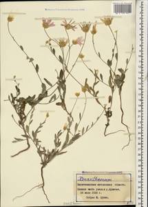 Xeranthemum squarrosum Boiss., Caucasus, Azerbaijan (K6) (Azerbaijan)