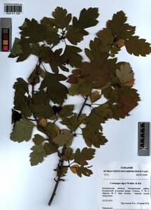 Crataegus nigra Waldst. & Kit., Siberia, Altai & Sayany Mountains (S2) (Russia)