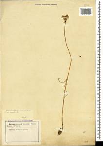 Allium rupestre Steven, Caucasus, Stavropol Krai, Karachay-Cherkessia & Kabardino-Balkaria (K1b) (Russia)