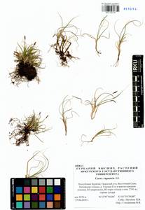 Carex rupestris All., Siberia, Baikal & Transbaikal region (S4) (Russia)