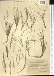 Cleistogenes squarrosa (Trin.) Keng, Siberia, Altai & Sayany Mountains (S2) (Russia)