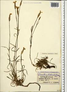 Dianthus cretaceus Adams, Caucasus, Armenia (K5) (Armenia)