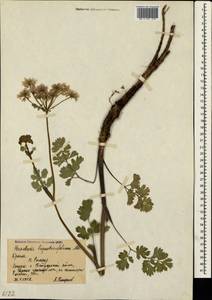 Heracleum ligusticifolium M. Bieb., Crimea (KRYM) (Russia)