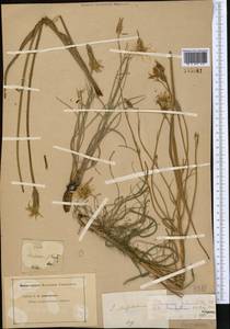 Pseudopodospermum pubescens (DC.) Zaika, Sukhor. & N. Kilian, Middle Asia, Middle Asia (no precise locality) (M0) (Not classified)