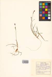 Carex vaginata Tausch, Siberia, Russian Far East (S6) (Russia)