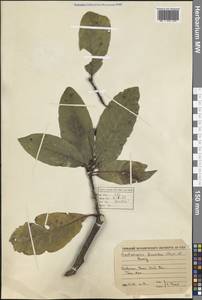 Castanopsis fissa (Champ. ex Benth.) Rehder & E.H.Wilson, South Asia, South Asia (Asia outside ex-Soviet states and Mongolia) (ASIA) (Vietnam)