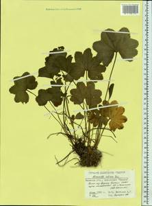 Alchemilla sibirica Zämelis, Eastern Europe, Eastern region (E10) (Russia)