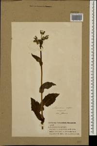 Sonchus asper (L.) Hill, Eastern Europe, Central forest region (E5) (Russia)