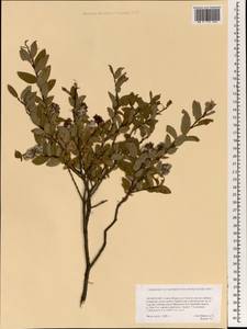 Salix, Mongolia (MONG) (Mongolia)