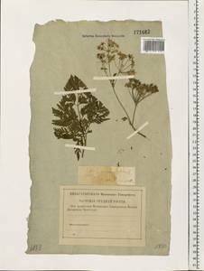 Conium maculatum L., Eastern Europe, North-Western region (E2) (Russia)