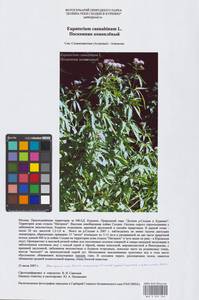 Eupatorium cannabinum L., Eastern Europe, Moscow region (E4a) (Russia)