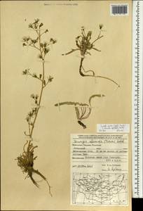 Sonchella dentata (Ledeb.) Sennikov, Mongolia (MONG) (Mongolia)