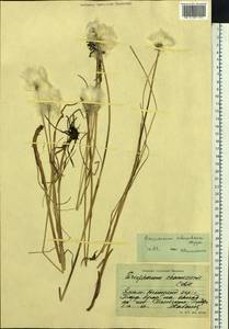 Eriophorum scheuchzeri Hoppe, Siberia, Western Siberia (S1) (Russia)