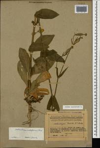 Silene noctiflora L., Caucasus, Armenia (K5) (Armenia)