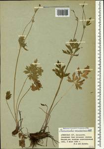 Ranunculus caucasicus M. Bieb., Caucasus, Armenia (K5) (Armenia)