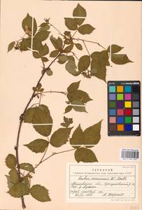 Rubus nessensis Hall, Eastern Europe, Moscow region (E4a) (Russia)
