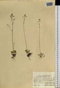 Micranthes foliolosa (R. Br.) Gornall, Siberia, Western Siberia (S1) (Russia)