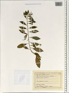 Magnoliopsida, South Asia, South Asia (Asia outside ex-Soviet states and Mongolia) (ASIA) (India)