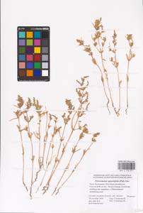 Petrosimonia oppositifolia (Pall.) Litv., Eastern Europe, Lower Volga region (E9) (Russia)