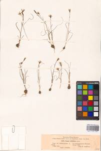 Gagea bulbifera (Pall.) Salisb., Eastern Europe, South Ukrainian region (E12) (Ukraine)