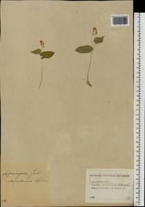Maianthemum bifolium (L.) F.W.Schmidt, Eastern Europe, Volga-Kama region (E7) (Russia)