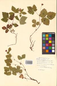 Rubus arcticus L., Siberia, Chukotka & Kamchatka (S7) (Russia)