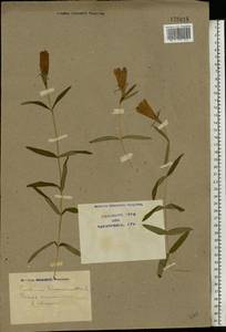 Gentiana pneumonanthe L., Eastern Europe, North Ukrainian region (E11) (Ukraine)