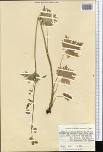 Aconitum talassicum Popov, Middle Asia, Pamir & Pamiro-Alai (M2) (Kyrgyzstan)