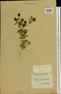 Trifolium aureum Pollich, Eastern Europe, South Ukrainian region (E12) (Ukraine)