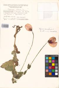 Papaver somniferum L., Eastern Europe, Moscow region (E4a) (Russia)