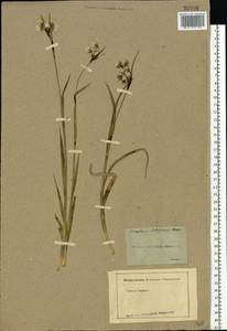 Eriophorum latifolium Hoppe, Eastern Europe, Moscow region (E4a) (Russia)